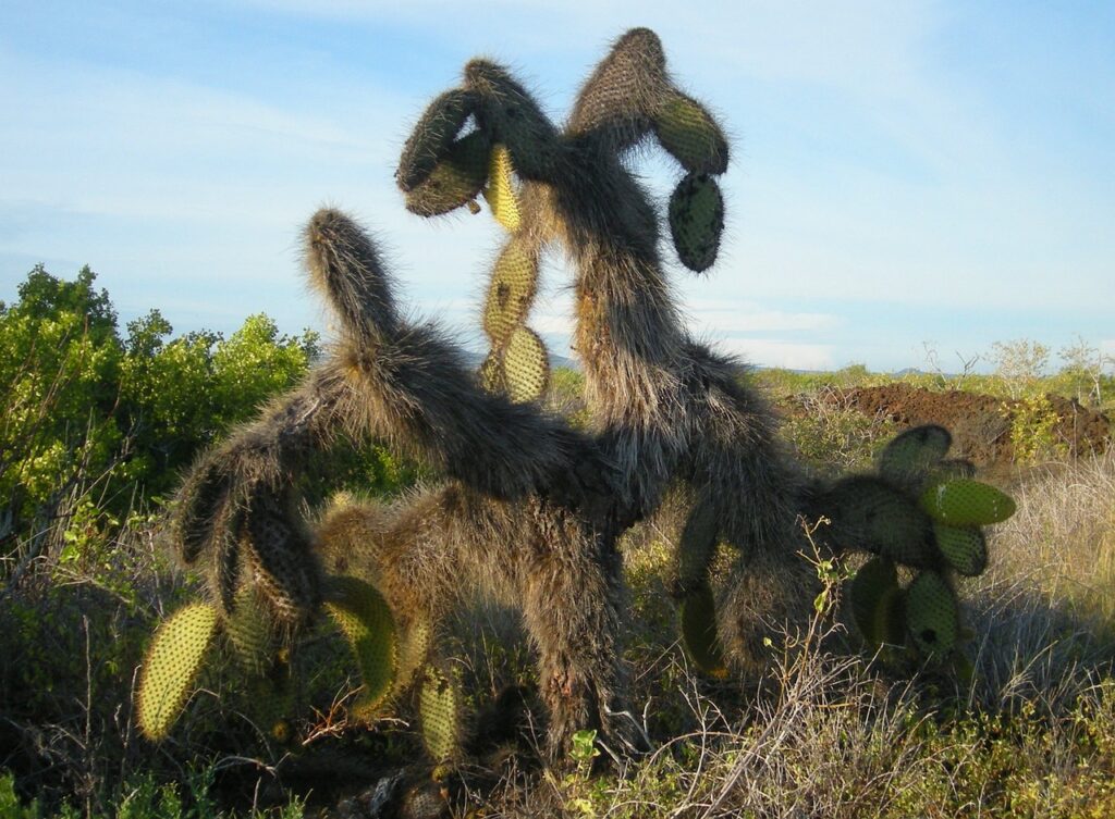 cactus, plant, galapagos-18083.jpg