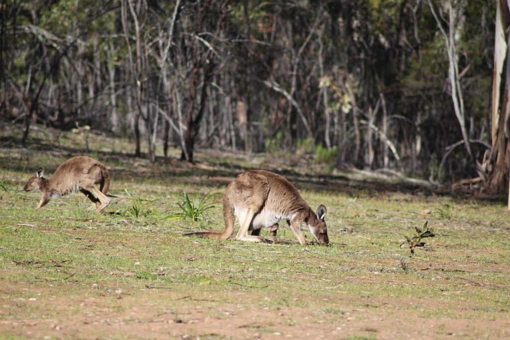 flinders ranges, outback, outdoors-2554612.jpg